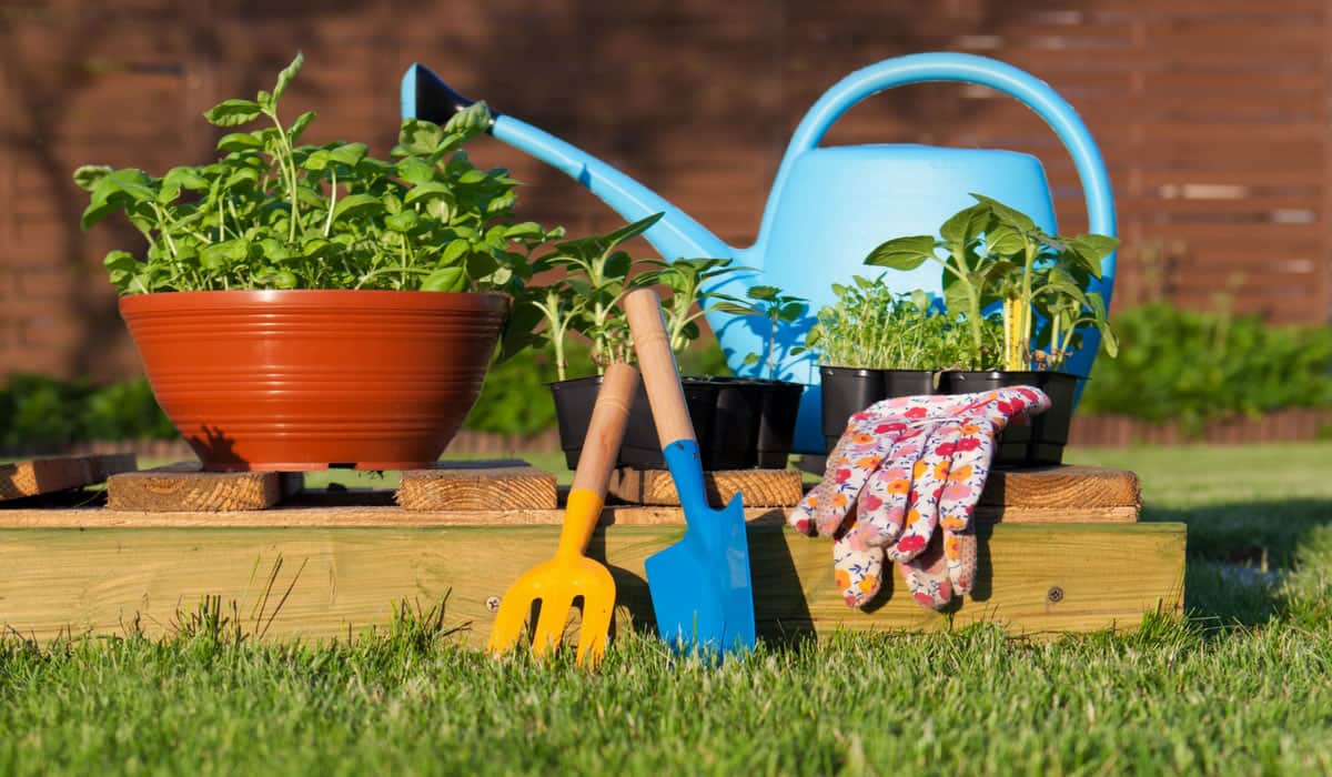 Food Safety for Your In-House Garden